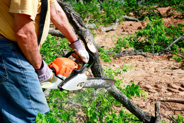 Best Emergency Tree Service  in Hilltop, SC